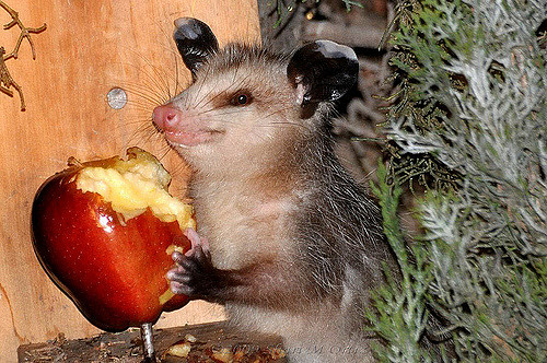 Extra small opossum